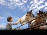 Andi and horses