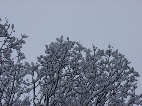 Snow Snow